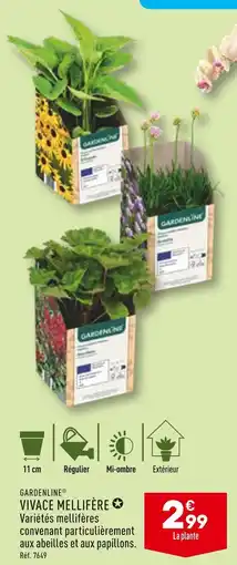 ALDI GARDENLINE VIVACE MELLIFÈRE offre
