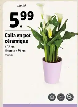 Lidl Calla en pot céramique offre