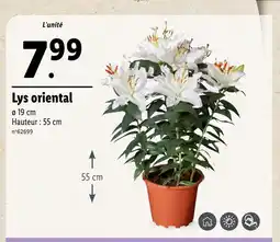 Lidl Lys oriental offre