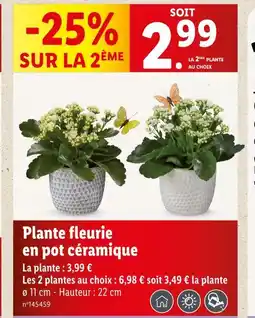 Lidl Plante fleurie en pot céramique offre