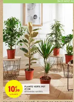 Intermarché PLANTE VERTE POT 21 CM offre