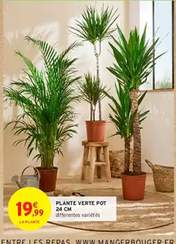 Intermarché PLANTE VERTE POT 24 CM offre