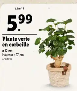 Lidl Plante verte en corbeille offre