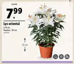 Lidl Lys oriental offre