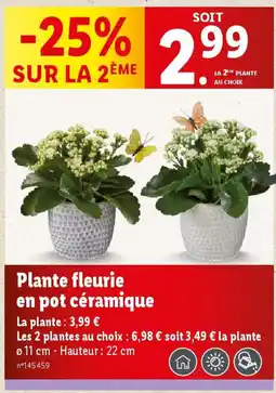 Lidl Plante fleurie en pot céramique offre