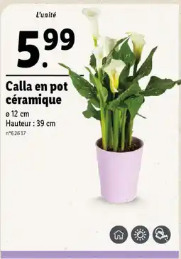 Calla en pot céramique