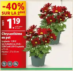 Lidl Chrysanthème en pot offre