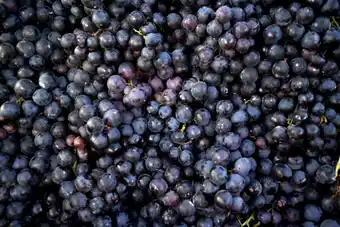 Carrefour Raisin noir offre