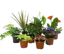 Carrefour Plante fleurie ou plante verte offre