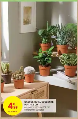 CACTUS OU SUCCULENTE POT 10.5 CM
