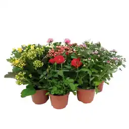 Auchan Plantes Fleuries offre