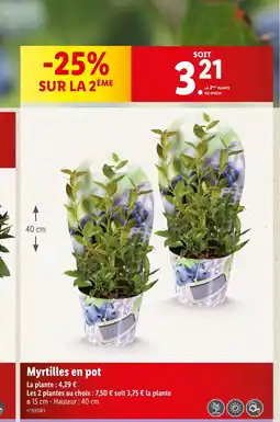 Lidl Myrtilles en pot offre