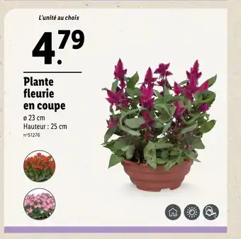 Lidl Plante fleurie en coupe offre