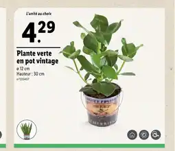 Lidl Plante verte en pot vintage offre