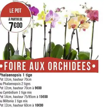 Phalaenopsis 1 tige