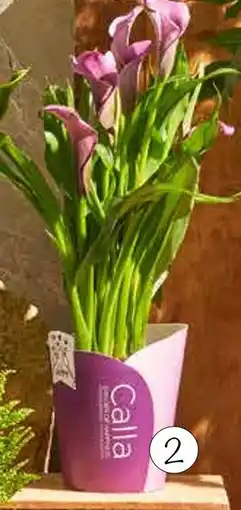 Zantedeschia (Arum Calla)