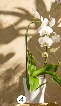 Colruyt Orchidée en cascade + pot céramique offre