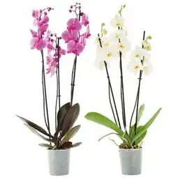 Gamm vert Phalaenopsis à 3 hampes offre