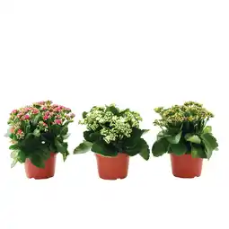 Gamm vert ECLOZ Kalanchoe ECLOZ offre