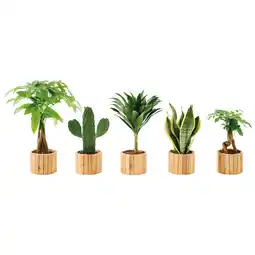 Gamm vert Plante verte en mélange offre