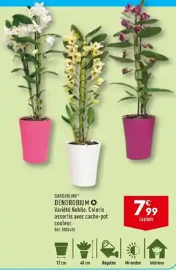 ALDI GARDENLINE DENDROBIUM offre