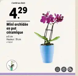 Lidl Mini orchidée en pot céramique offre