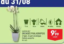 ORCHIDĂE PHALAENOPSIS