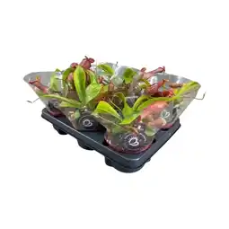 Nepenthes Alata 17cm - Plante d'intérieur- La Green Touch