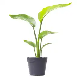Strelitzia Nicolai - Oiseau De Paradis Blanc | Plante D'Intérieur Pour Le Bureau à Domicile (De 35 à 45 Cm) - GardenersDream