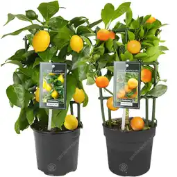 Combo Citronnier Et Oranger Agrumes Frais DâIntĂ©rieur En Pot 12 Cm - GardenersDream