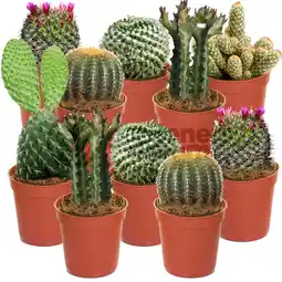 Jardiland Ensemble Cactus Et Plantes Grasses Naturelles Gardenersdream - Assortiment De 10 Plantes Succulentes Naturelles - Idéal Pour offre