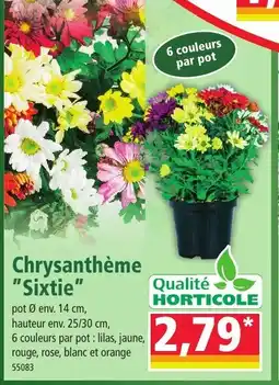 Norma Chrysanthème Sixtie offre