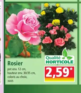 Norma Rosier offre