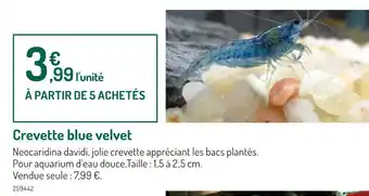 Botanic Crevette blue velvet offre