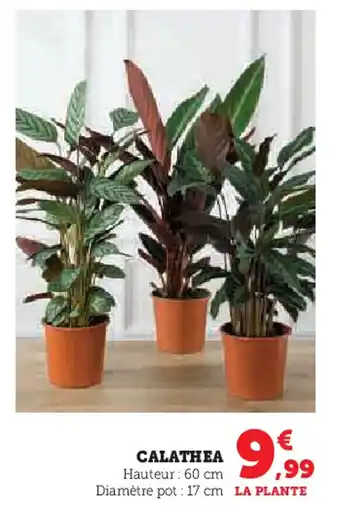 U Express Calathea offre