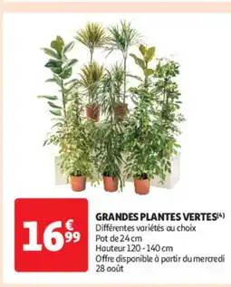 Auchan Grandes plantes vertes offre
