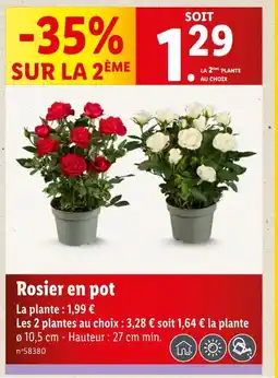 Lidl Rosier en pot offre