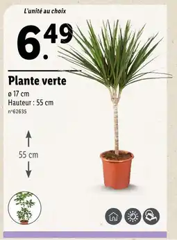 Lidl Plante verte offre
