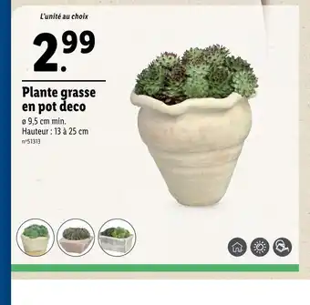 Lidl Plante grasse en pot deco offre