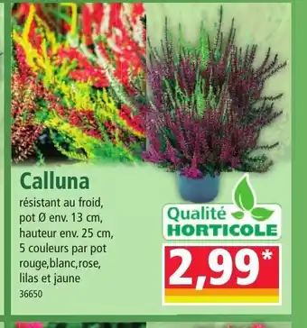 Norma Calluna offre