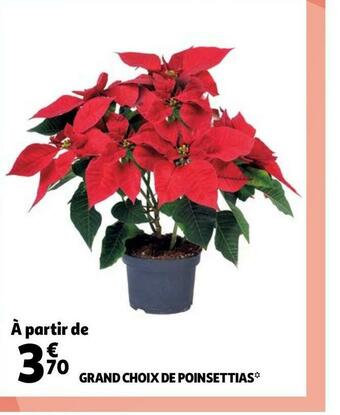 Auchan Grand choix de poinsettias offre