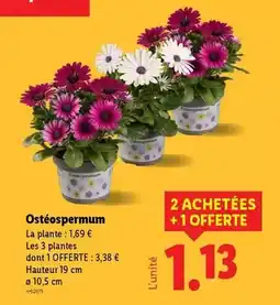 Carrefour Saint-émilion - grand cru grande arche offre