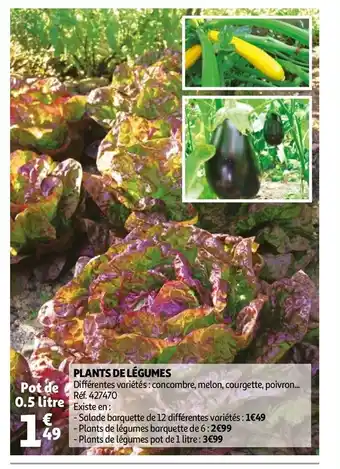 Auchan Plants de légumes offre