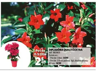 Auchan Dipladénia qualité extra offre