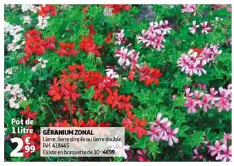 Auchan Géranium zonal offre