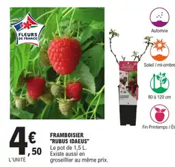 E.Leclerc Framboisier "Rubus idaeus" offre