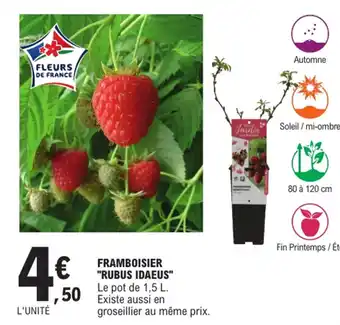 E.Leclerc Framboisier "Rubus idaeus" offre