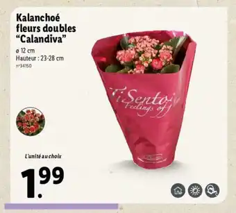 Lidl Kalanchoé fleurs doubles "calandiva" offre