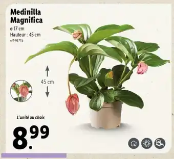 Lidl Medinilla magnifica offre