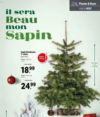 Lidl Sapin nordmann 1 choix offre
